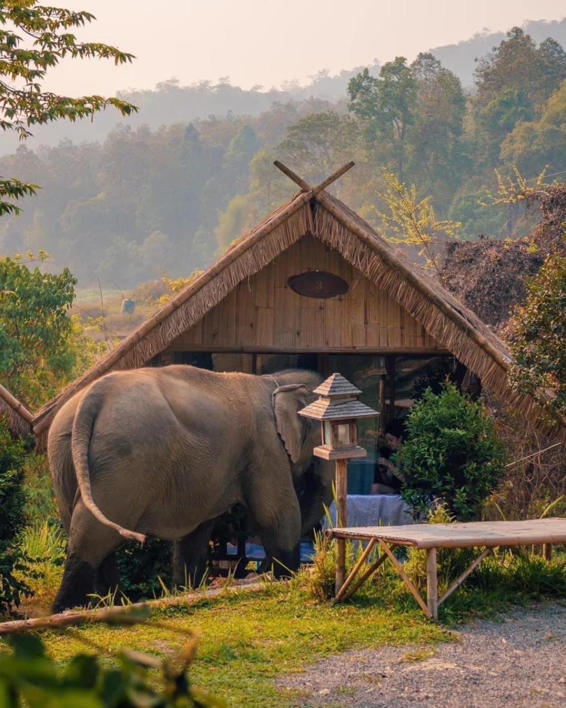 3 Pok Maewang Jinxiang Gold Elephant Park Mae Wang Exterior photo