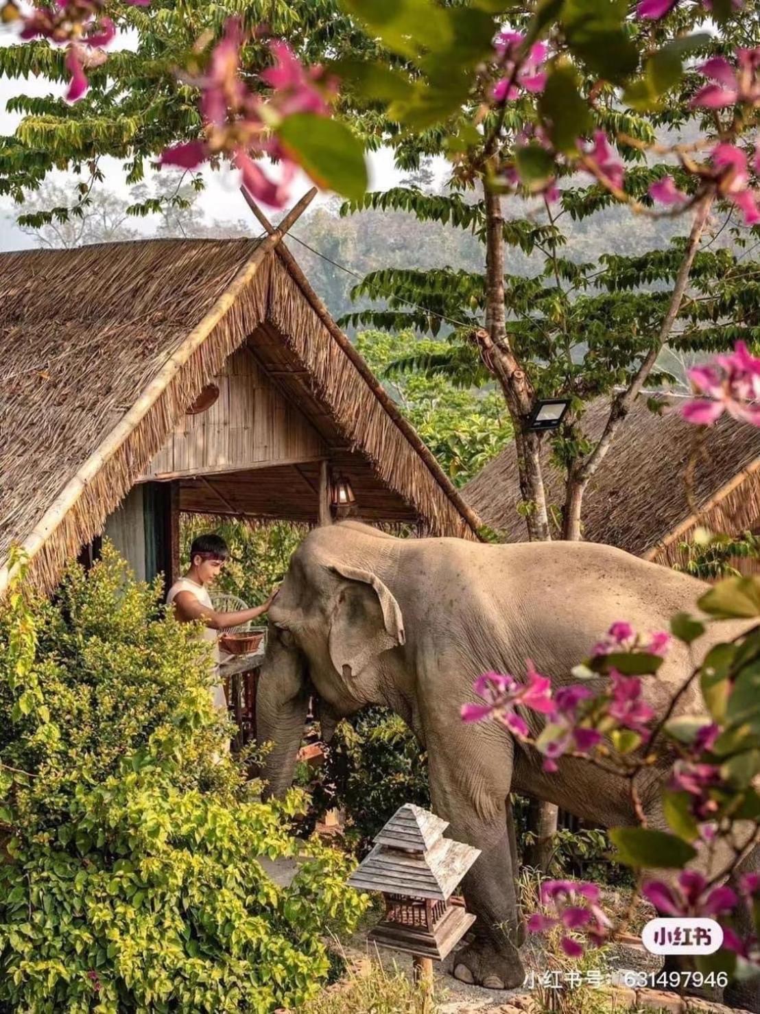 3 Pok Maewang Jinxiang Gold Elephant Park Mae Wang Exterior photo